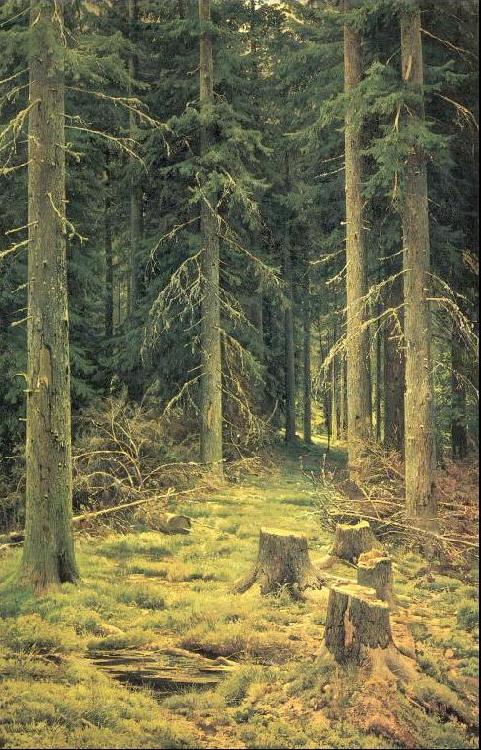 Ivan Shishkin Coniferous Forest France oil painting art